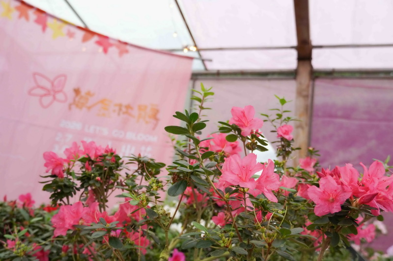萬金杜鵑花展開跑　可賞30特殊品種杜鵑