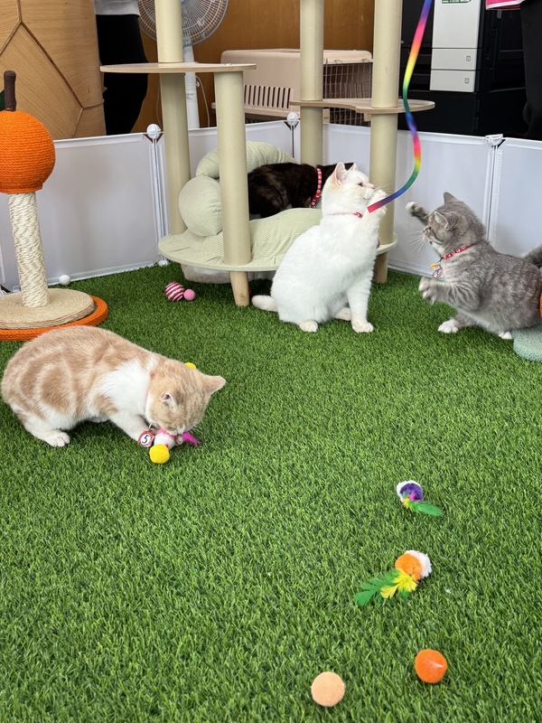 嘉縣為沒收非法繁殖品種貓、混種貓找新家