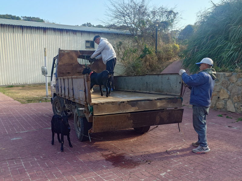 連江縣首度標售無主羊　2萬1200元售出（2）