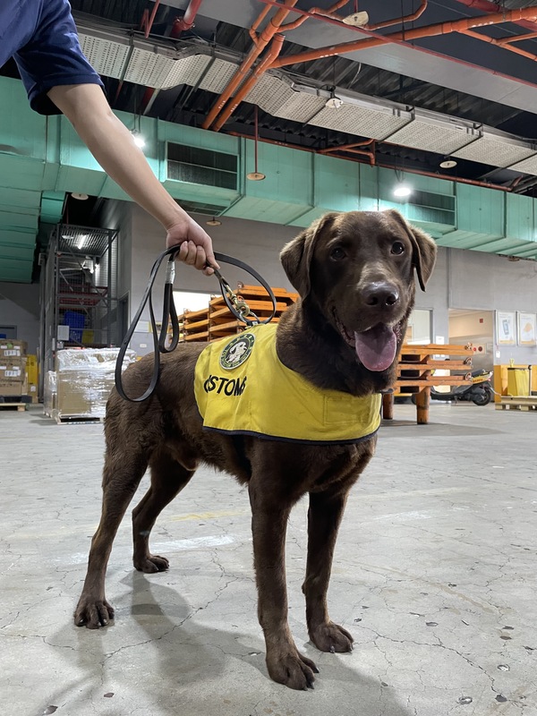 緝毒犬Rafa擁有罕見咖啡色毛色