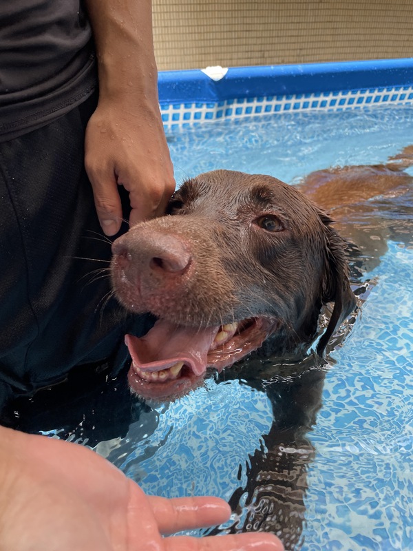 緝毒犬Rafa在領犬員的引導下進行水中活動