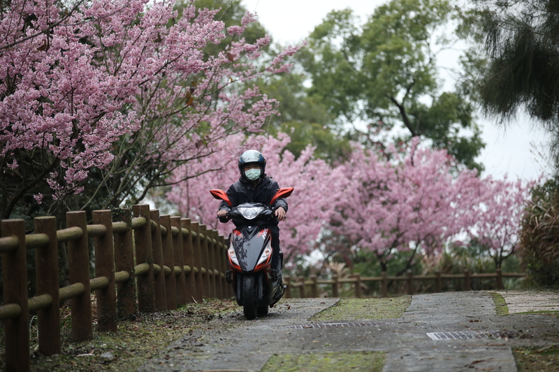 馬祖南竿櫻花估2月中旬起盛開