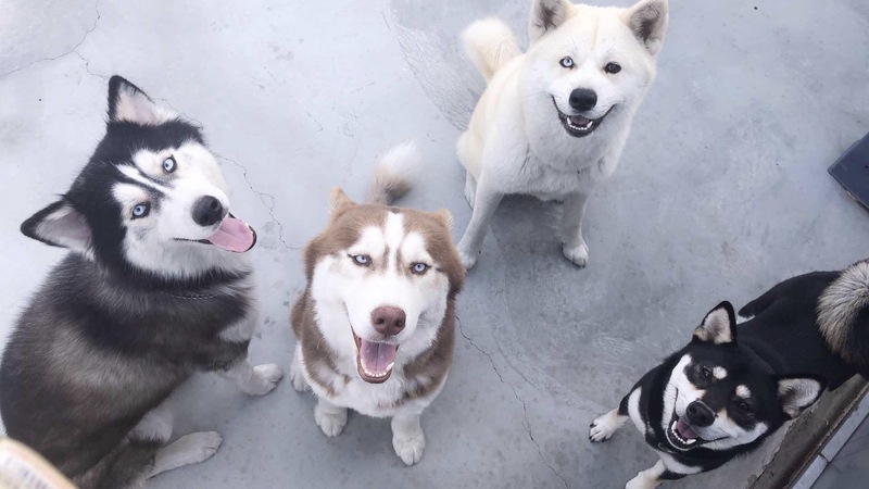 立委莊瑞雄領養4狗1貓　陪伴父親也增添人氣