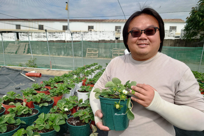 學電機出身的草莓農　張清文返鄉田園築夢（1）