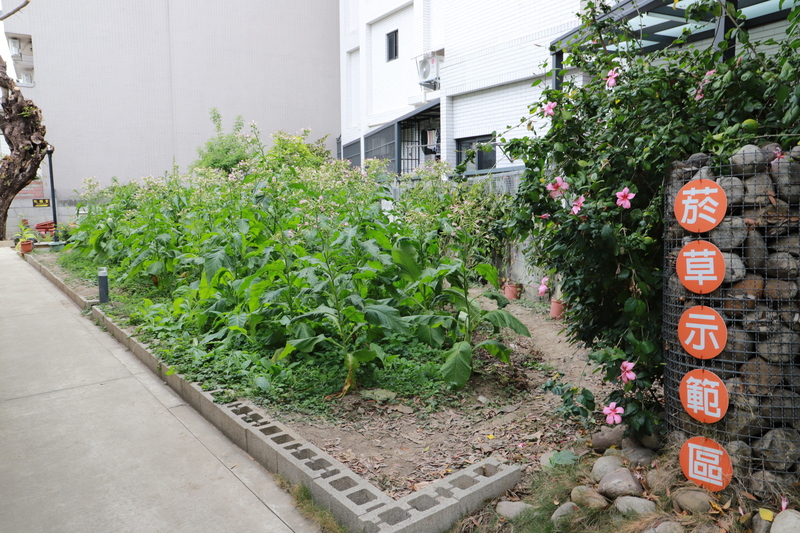 台中太平買菸場　展區可見菸葉植栽