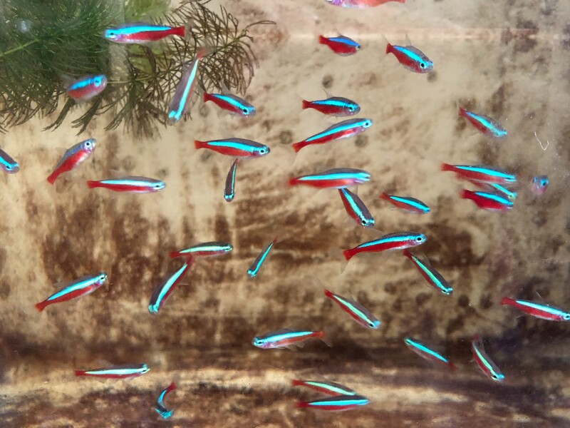 水試所成功繁殖觀賞魚紅蓮燈　協助產業自主量產