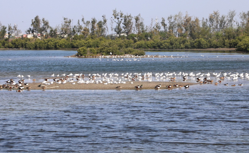 冬春之際千羽壯觀　布袋濕地候鳥賞鳥季至4月