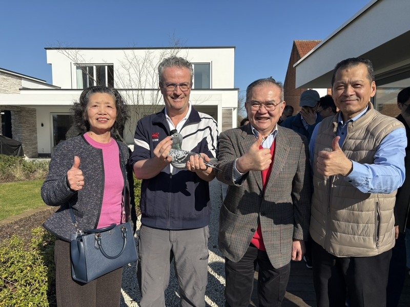 比利時賽鴿年產值破億歐元　名鴿拍賣創天價紀錄