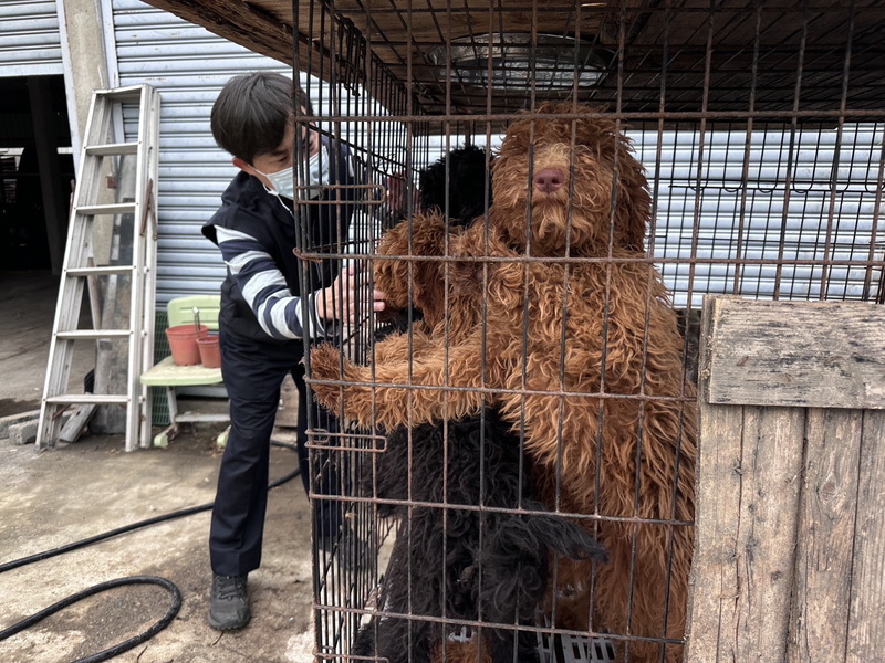 嘉縣查獲黑心繁殖狗場　63隻品種犬將開放認養