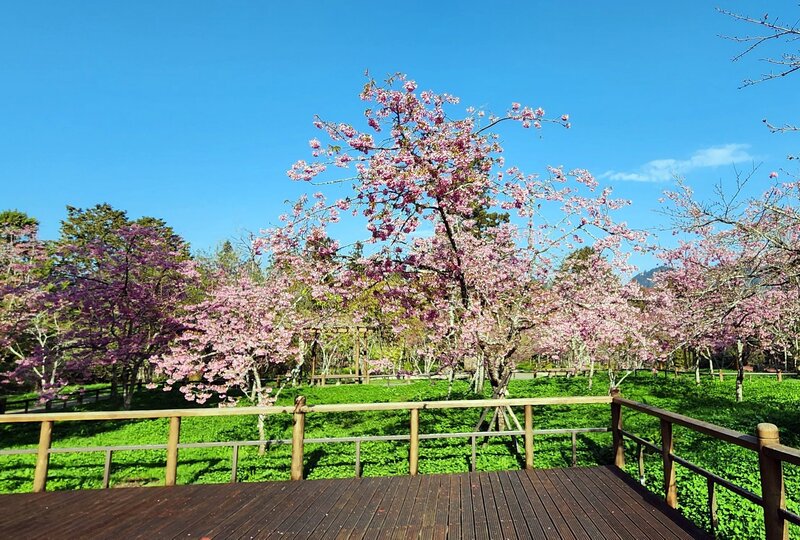 阿里山花季開幕　上山享受春日盛景