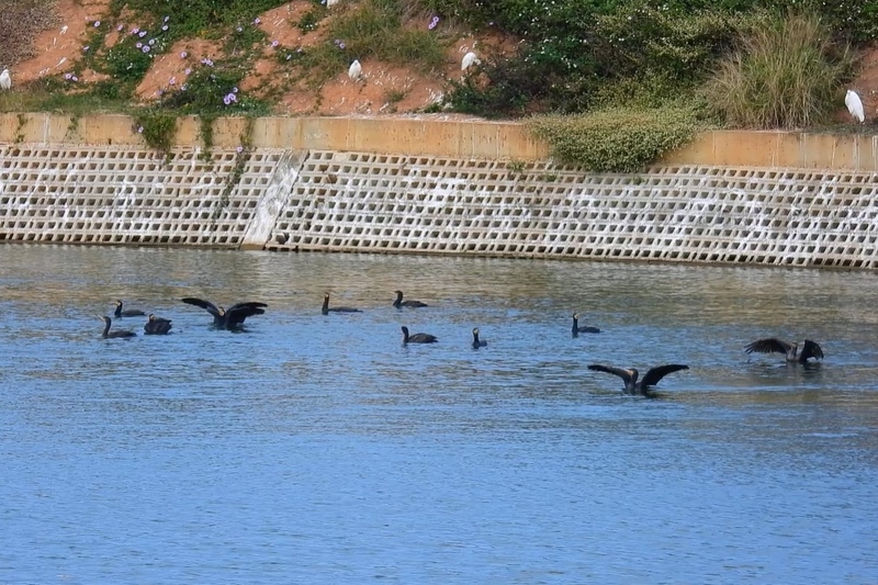 桃園冬季埤塘鳥類普查　鸕鶿數量破3000隻
