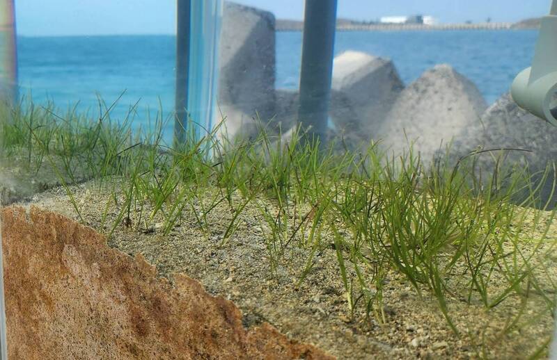 復育儲碳高手海草　摸索10多年挑戰種回海底草原