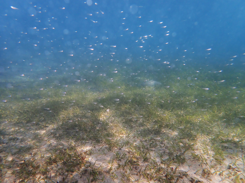 淨零排放藍碳不可缺　實際應用仍欠驗證制度