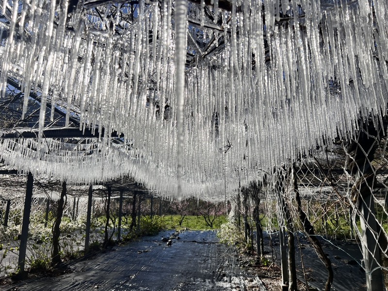武陵農場凌晨零下0.6度防凍噴灌　藤花園水晶宮再現