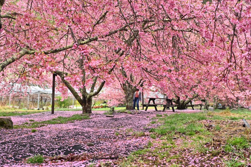 武陵農場櫻花盛開　落花成毯（2）