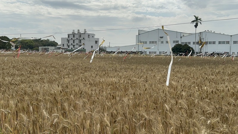 台中大雅小麥產業文化節3/7登場