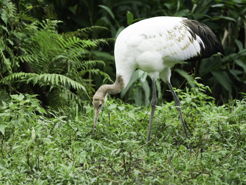 台北動物園丹頂鶴小家庭 日本釧路市長11日來台探視