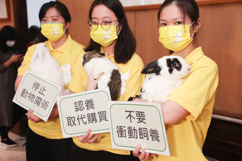 拒動物展演、活體贈品 跨黨派立委替兔子福利請命