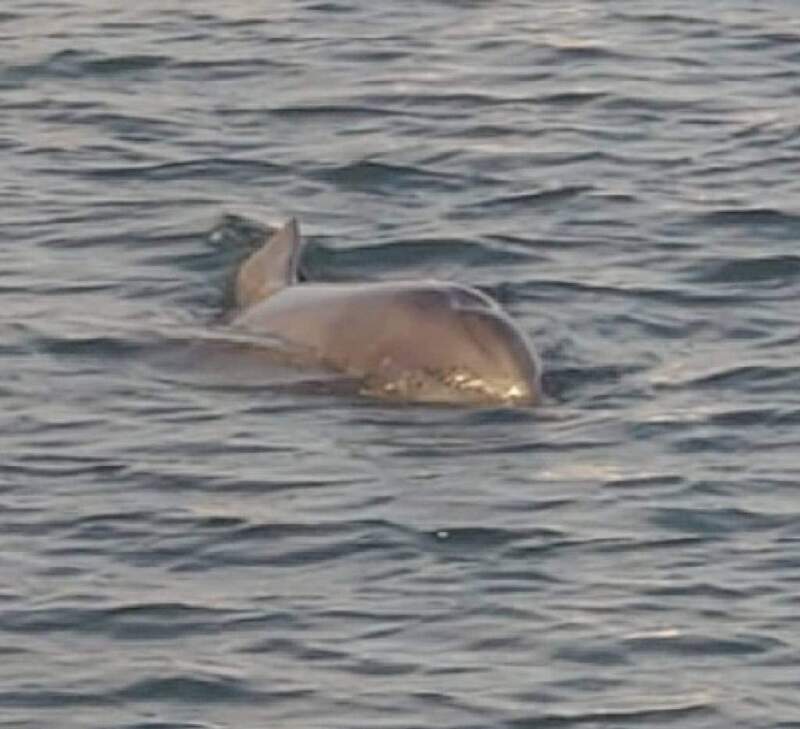 海豚誤闖風櫃漁港 農漁局持續觀察盼自行游出港外