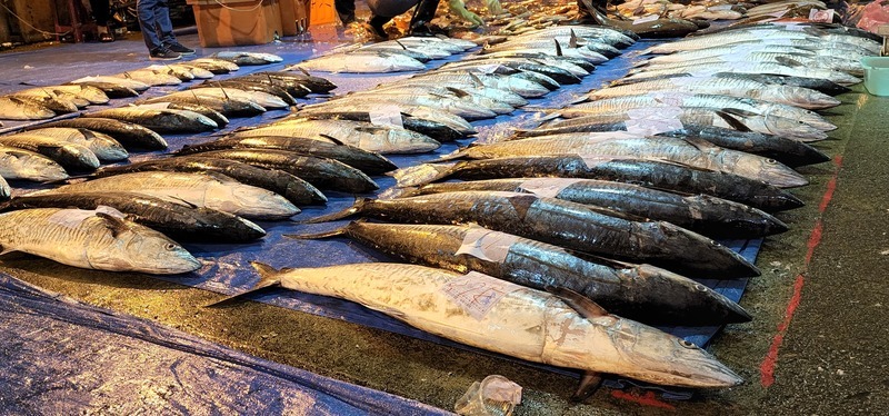 澎湖土魠魚有斬獲 民眾搶購好過年