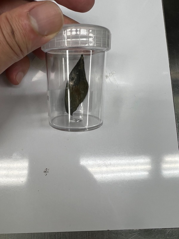 割草機6公分刀片噴入嘉義男胸腔 醫師聯手取出救命