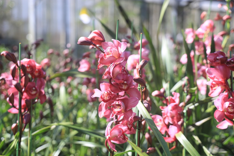 魚池鄉虎頭蘭應景上市 公所推廣春節擺飾添福氣