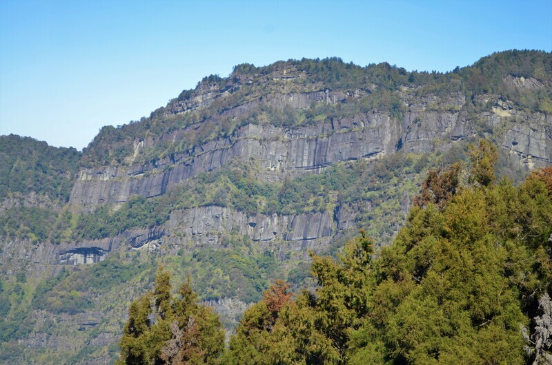 阿里山森林遊樂區迎兔年 免費接駁至入口轉運站