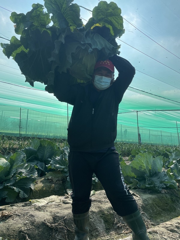 雲林農民種「巨無霸」高麗菜 比臉還大超吸睛
