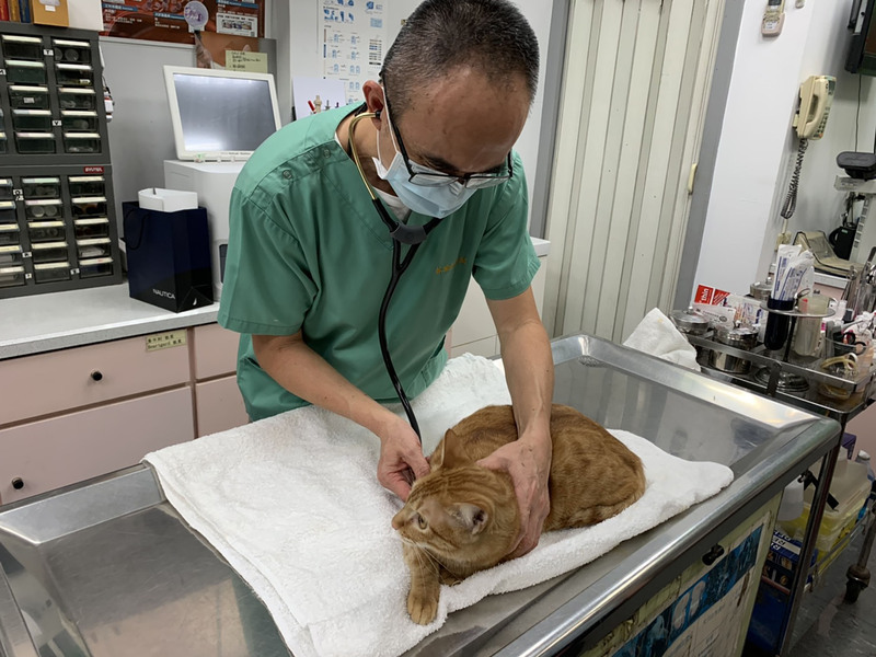 中市71家動物醫院53家寵物業者 春節提供服務
