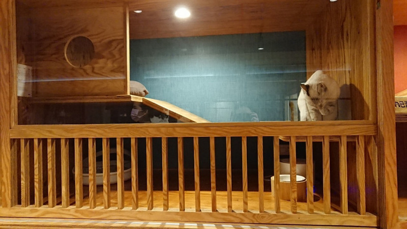 毛孩入住寵物旅館 注意許可證簽契約保權利