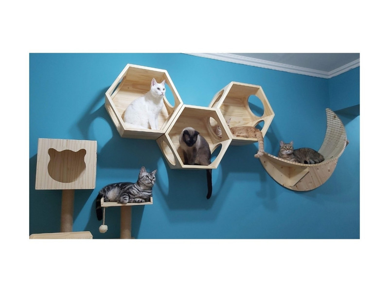 毛孩寄宿寵物旅館 注意空間提供打疫苗紀錄