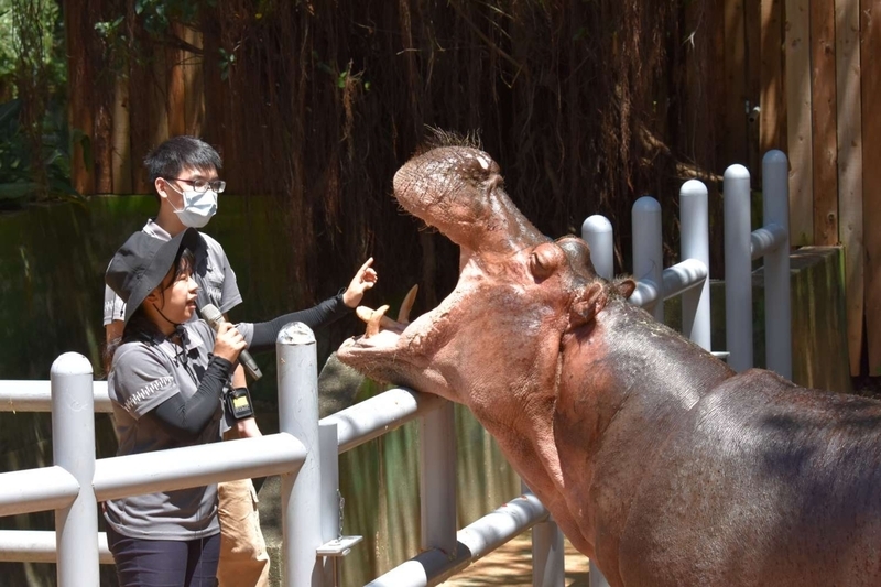 陪動物過新年 新竹動物園春節不打烊