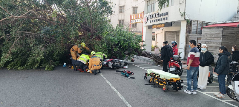 台中路樹疑不敵強風傾倒 3人騎車經過遭壓傷