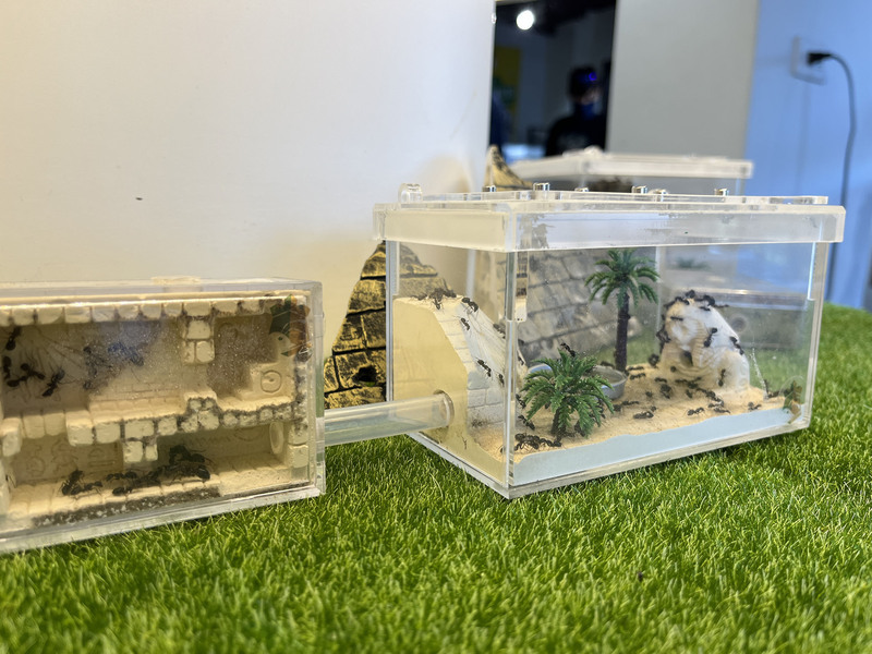 螞蟻帝國規模化飼養 供民眾近距離觀察微生態