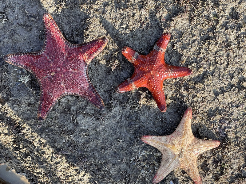 跟著潮間帶達人洪清漳 認識金門多樣物種