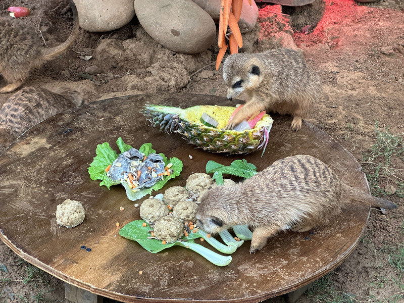 狐獴咬傷民眾 竹市動保所：不宜帶到公共場所