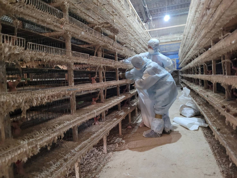 春節禽流感防疫不鬆懈 彰化撲殺10萬隻鵪鶉