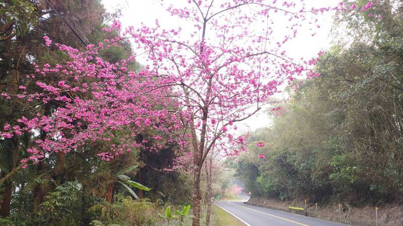 阿里山河津櫻盛開美豔動人 花期比往年長