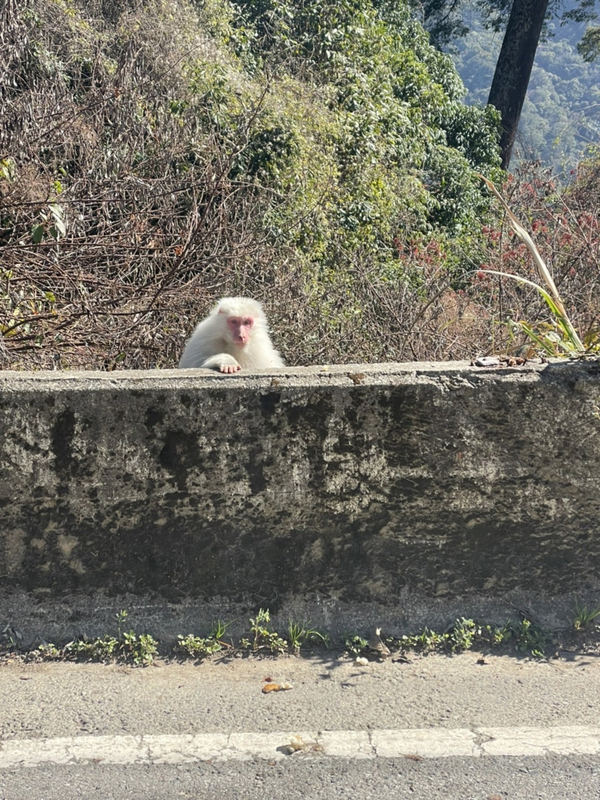 新春開工梨山路旁喜見白色獼猴 朋友高呼買樂透