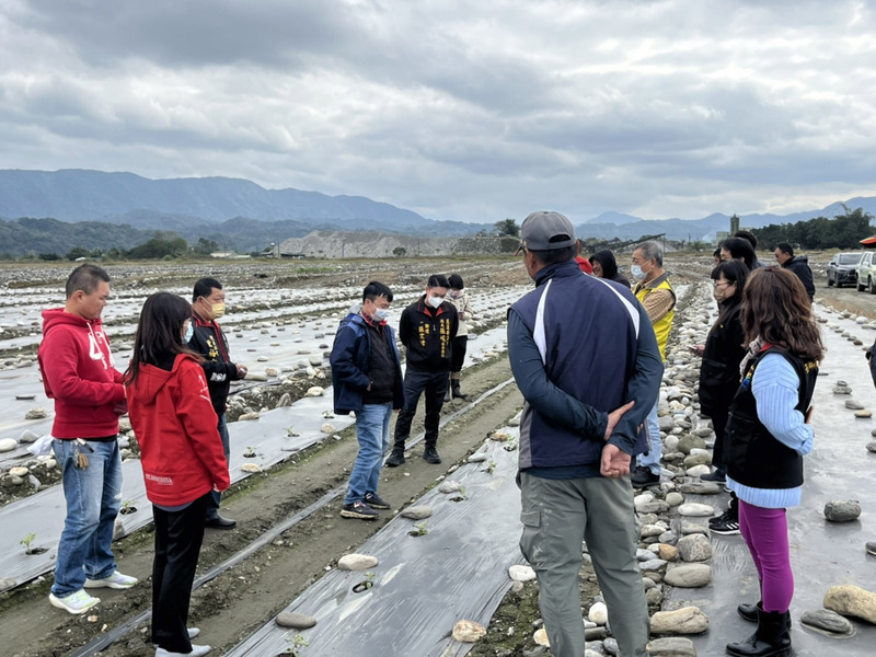 花蓮鳳林西瓜受寒害 瓜農：60年來首遇嚴重寒災