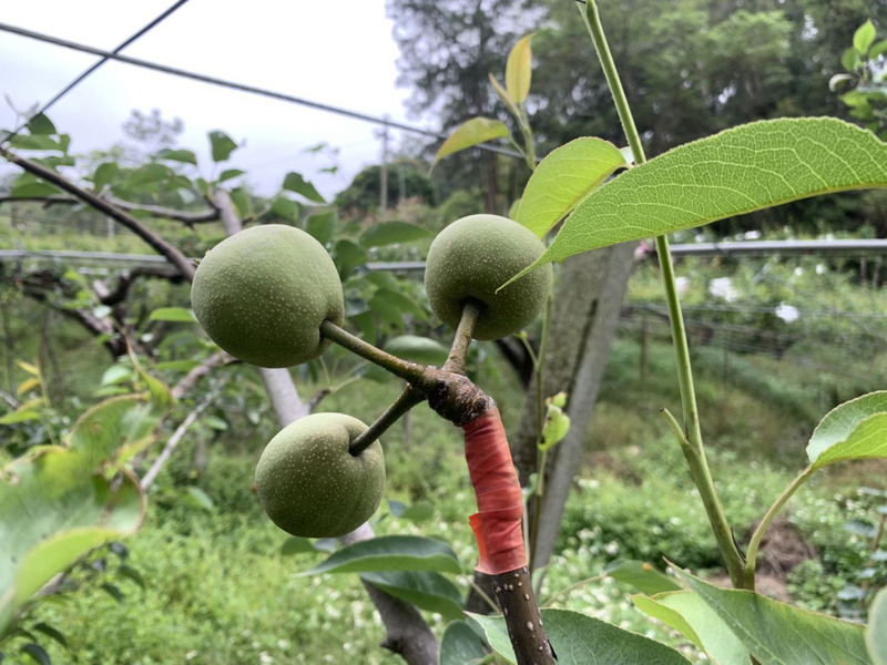 應用微生物製劑高接梨不懼寒流 減低受損風味更佳