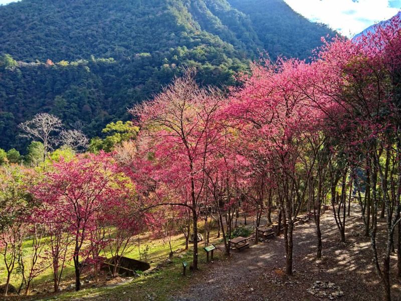 春天造訪賞花賞鳥趣 八仙山浪漫美景上映