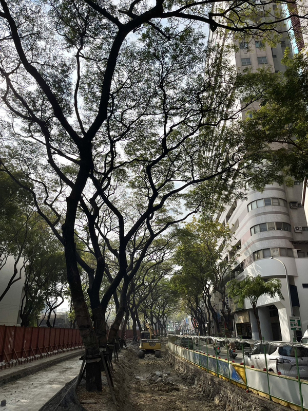 高雄輕軌最後路段 雨豆樹循「龍貓隧道」就地保存