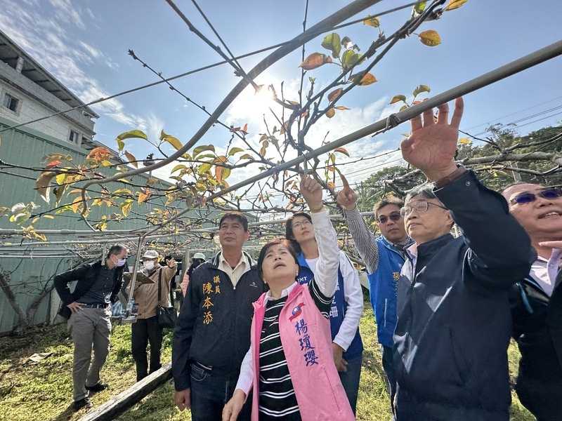 台中高接梨寒害損失嚴重 楊瓊瓔會勘爭取補助