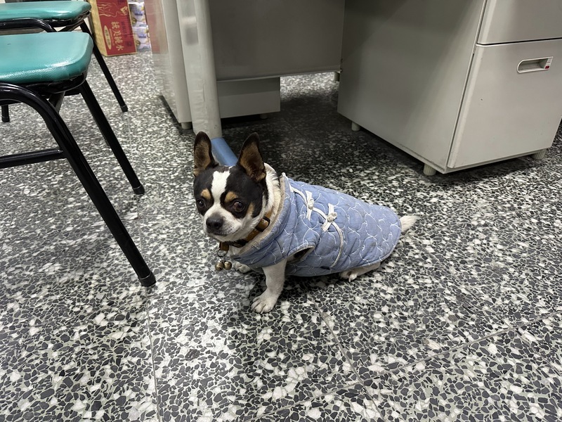 吉娃娃蹦進分駐所 屏警一眼認出半年前報案走失犬