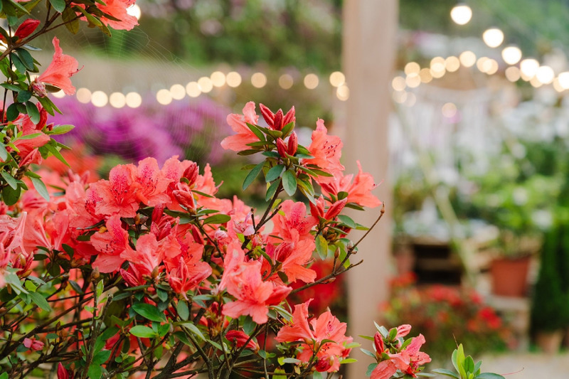 迎萬金杜鵑盛開 新北移動花聚落邀藝術家創作