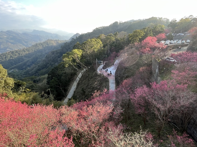苗縣協雲宮櫻花季湧車潮 苗24線後段禁行大客車