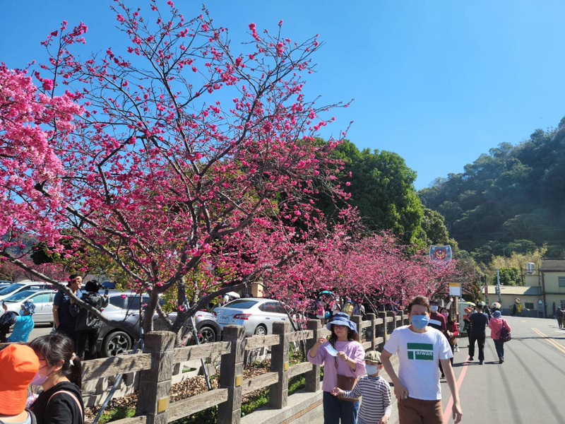 泰安櫻花季18日登場 警方規劃交管措施