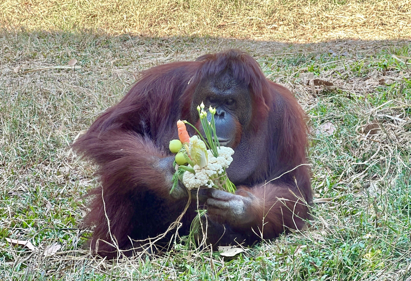 西洋情人節 高雄壽山動物園特製蔬果花束加菜