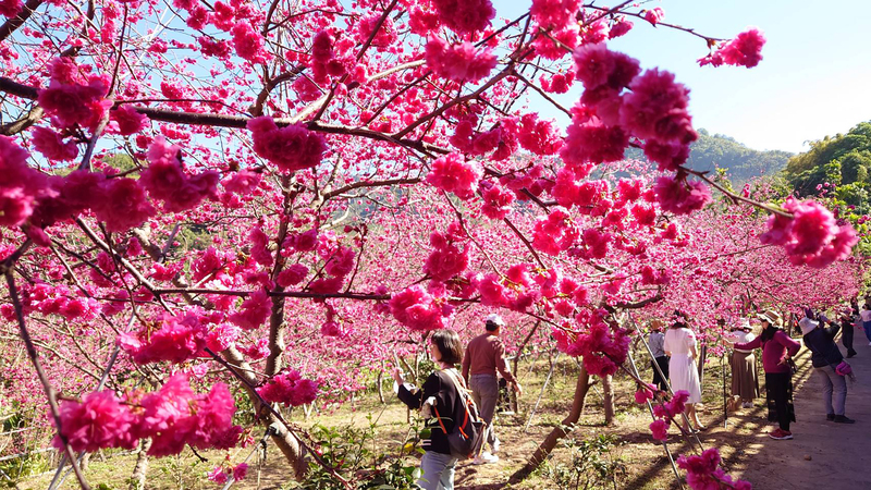 嘉義半天岩八重櫻盛開 賞花不需翻山越嶺